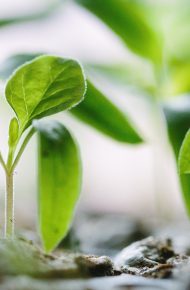 Alcune piantine appena piantate